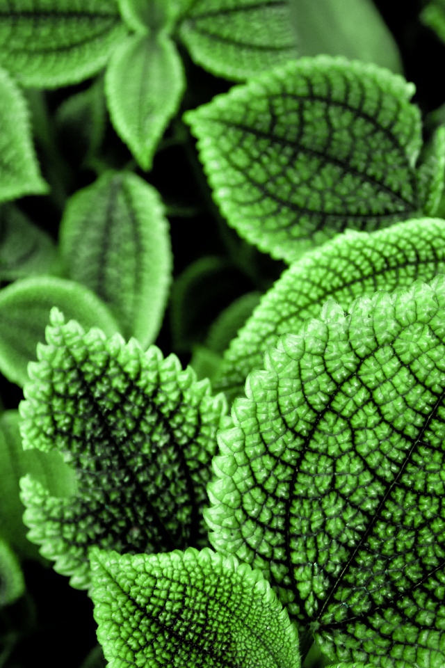 Зеленые листья растения