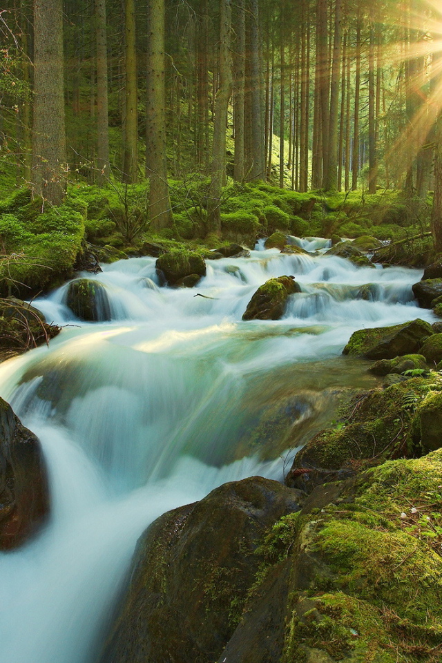 Ручей в чаще