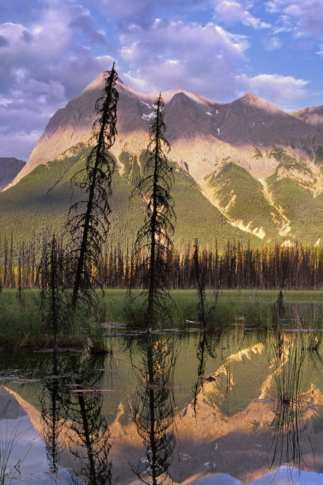 Болото в лесу