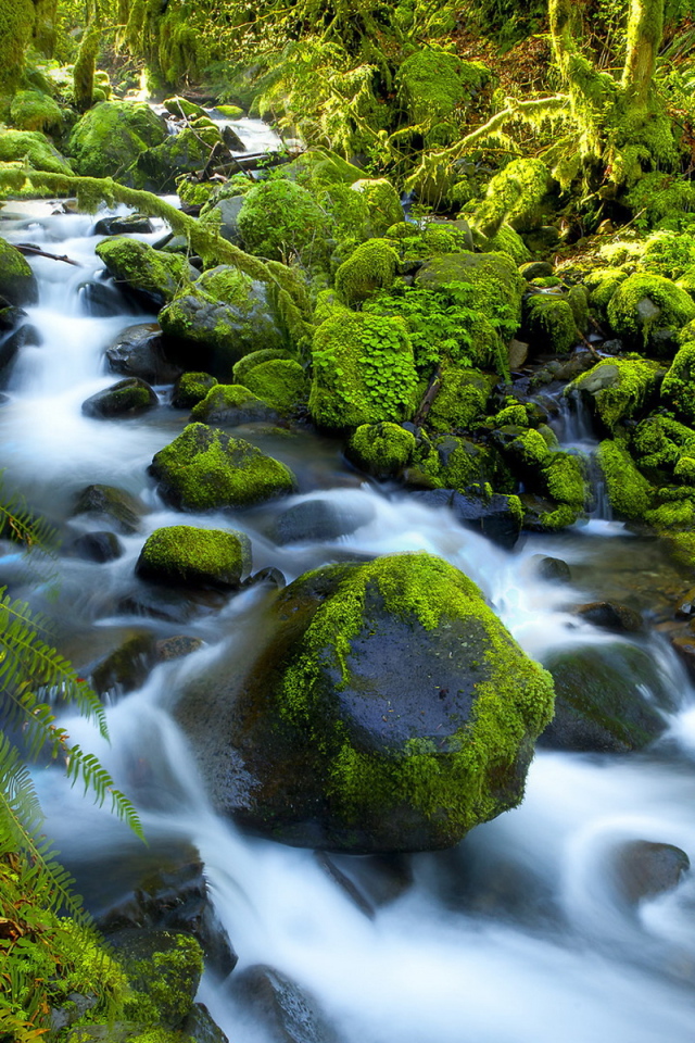 Река в джунглях