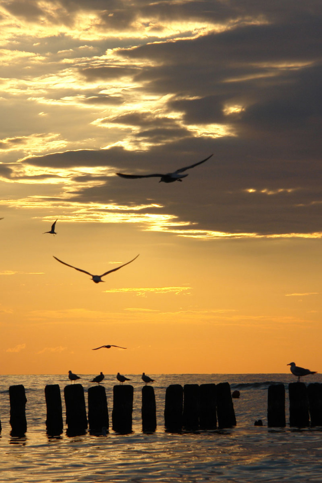 Чайки на закате