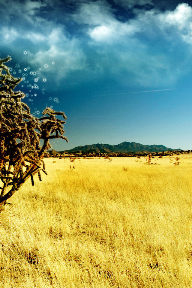 Волшебное дерево