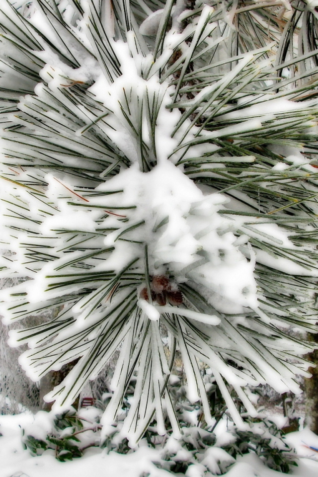 Winter pine wood