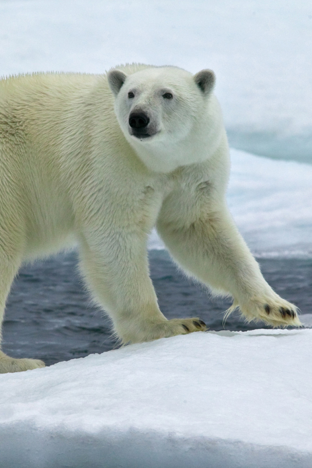 Северный медведь на льду
