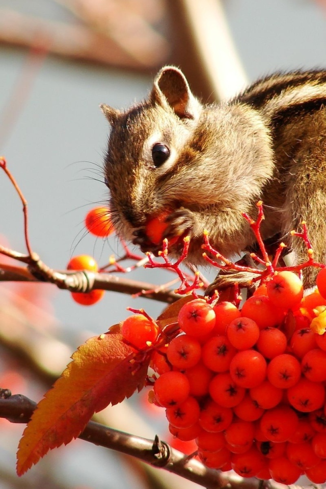 Бурундук на рябине