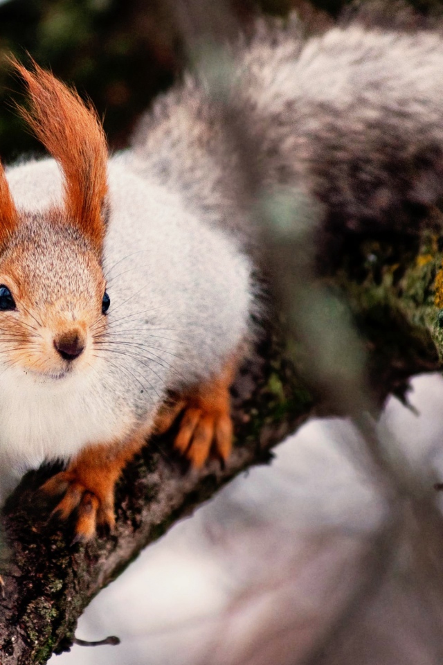 Ловкая белка