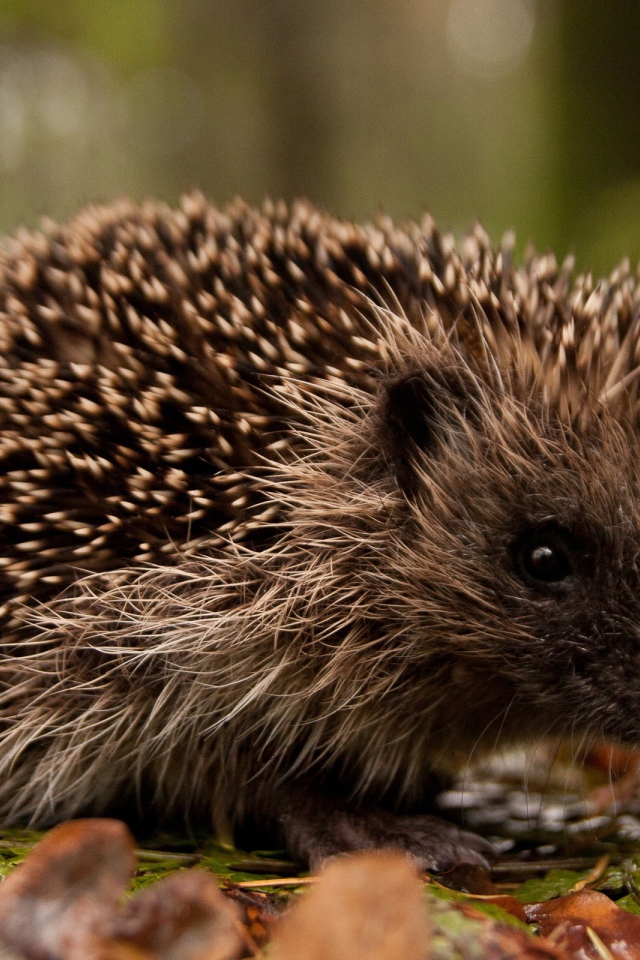 Ежик в лесу