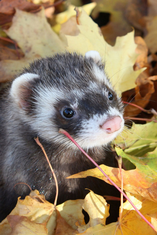 Хорек в листьях