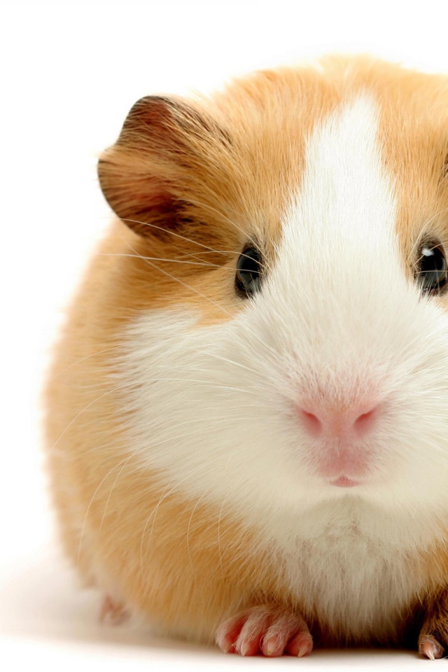 Толстая морская свинка