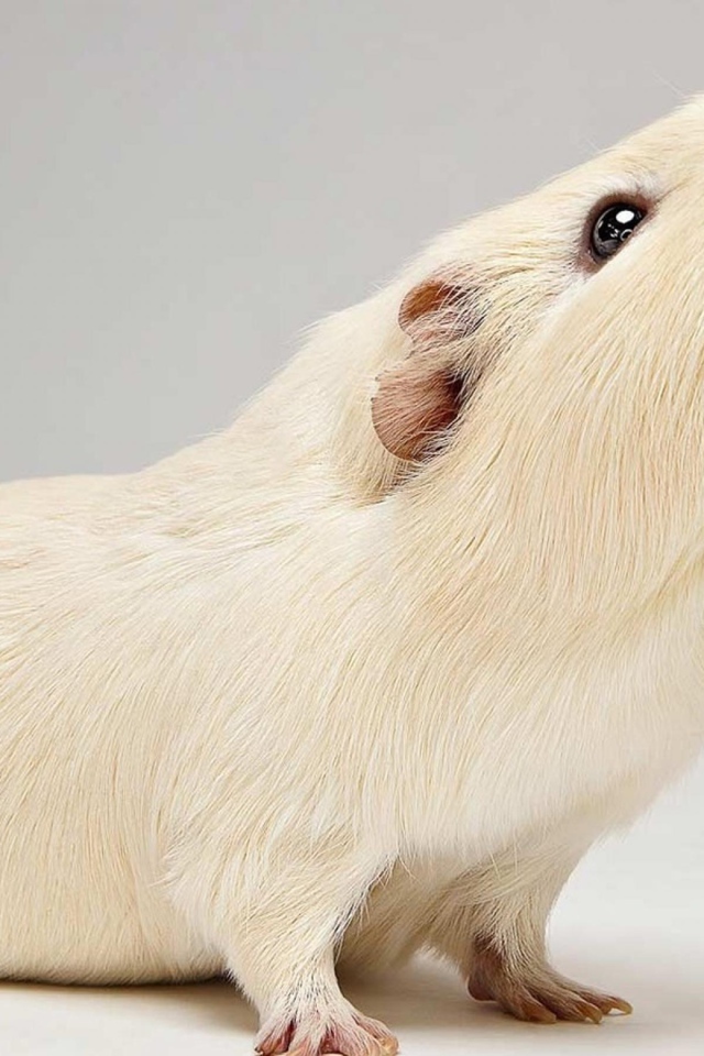 Белая морская свинка