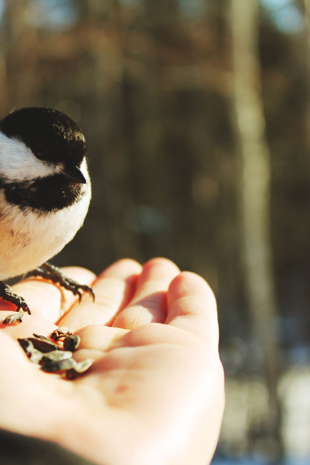 Птичка на ладони