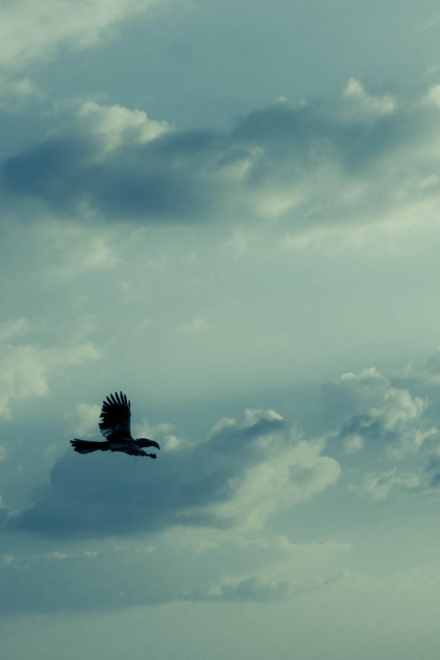 Орел в небе