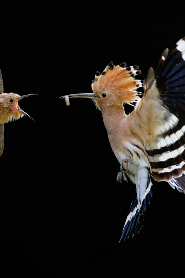 Удод и птинец