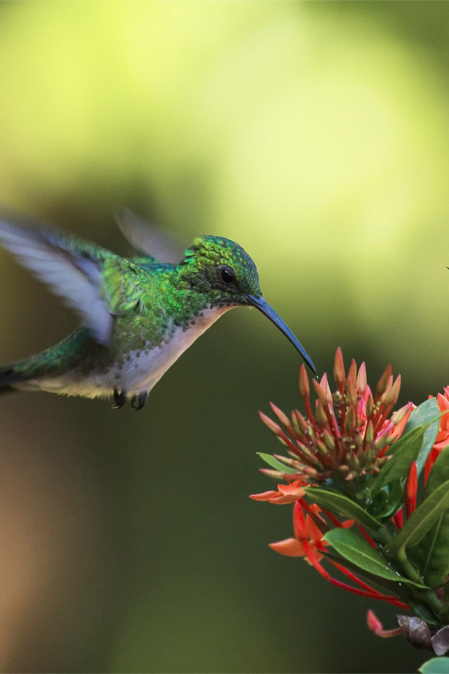Колибри у цветка