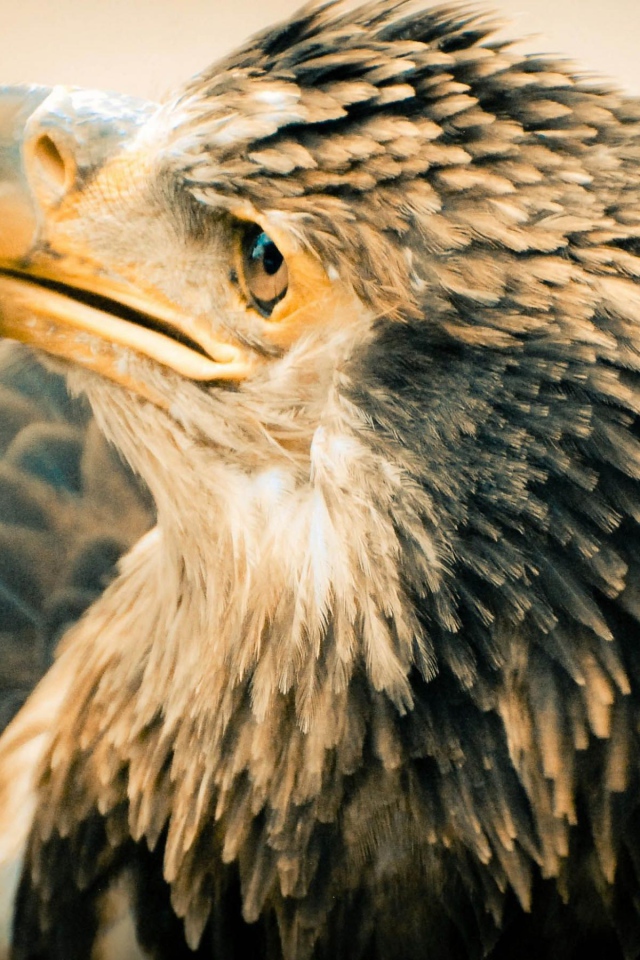 Старый орлан