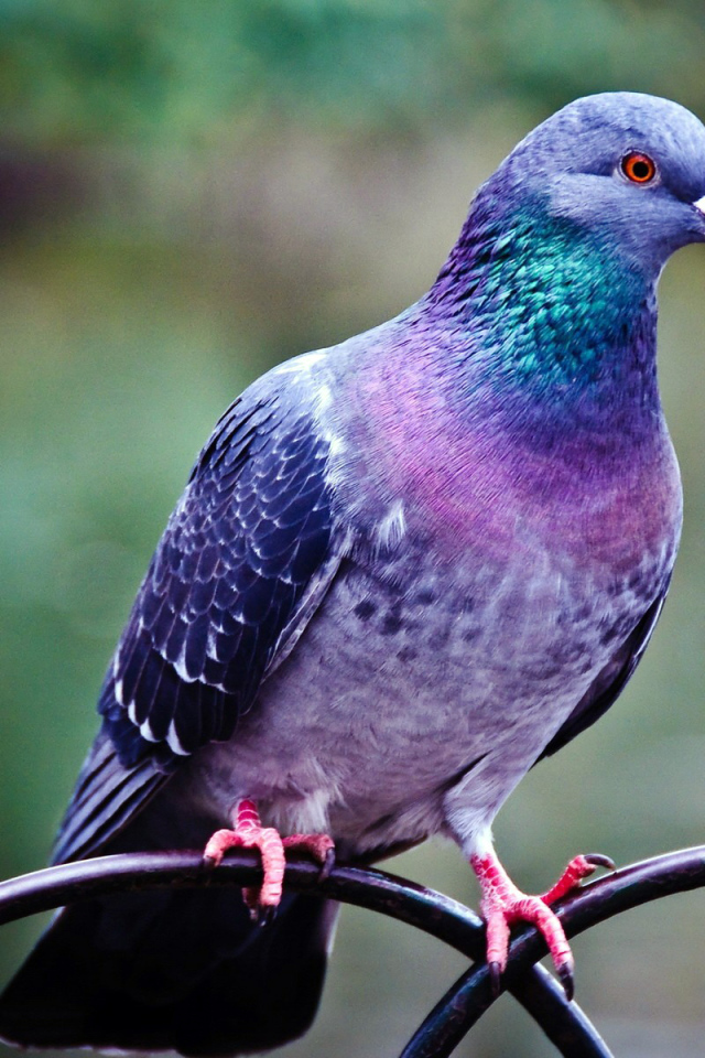 Голубь на заборе