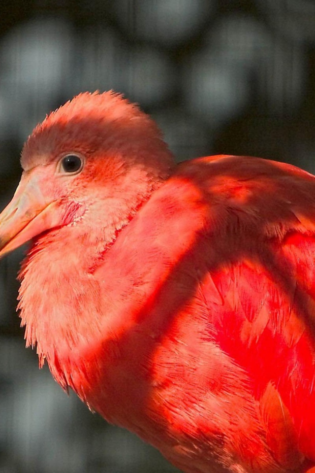 Красное фламинго