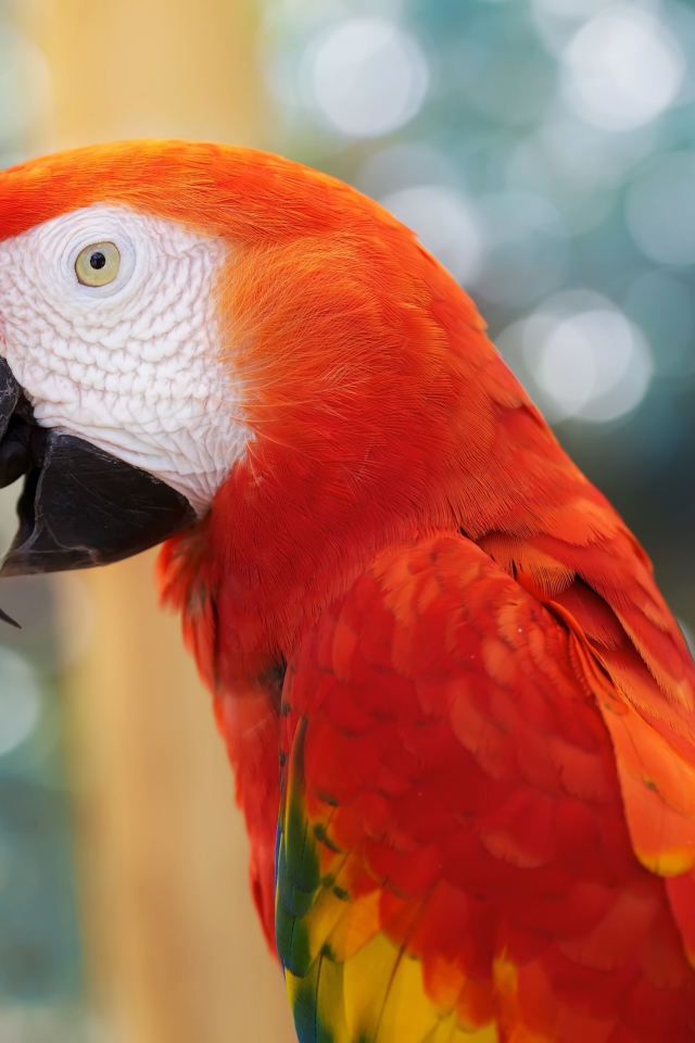 Красный попугай