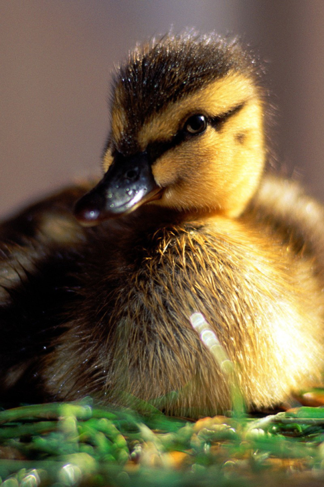 Маленький утенок