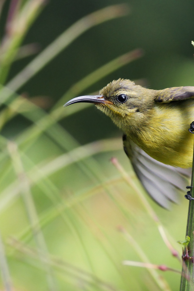 Нектарница
