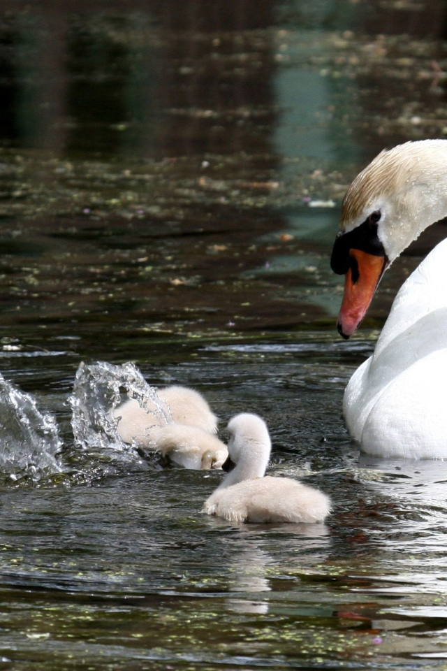 Лебедь с семейством