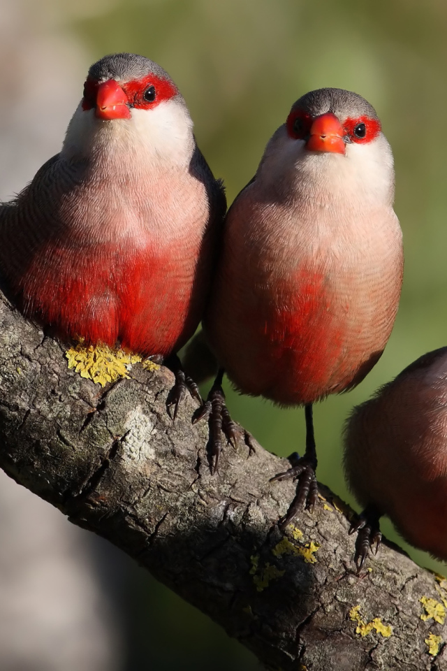 Три красных птицы