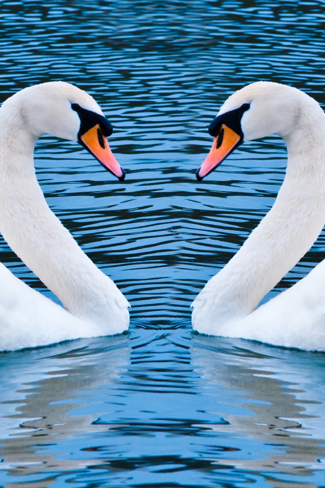 Два лебедя