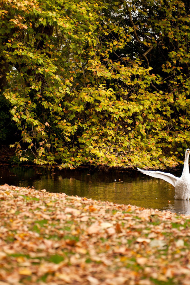 Белый лебедь осенью
