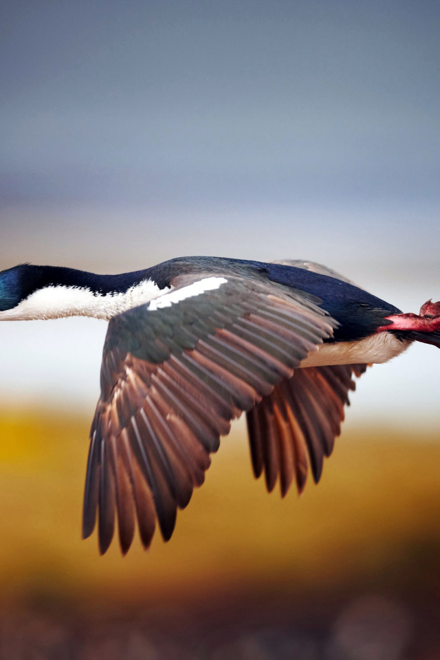 Дикая утка в полете