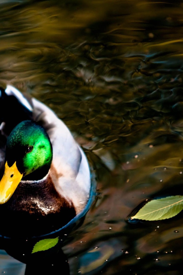 Дикая утка на озере