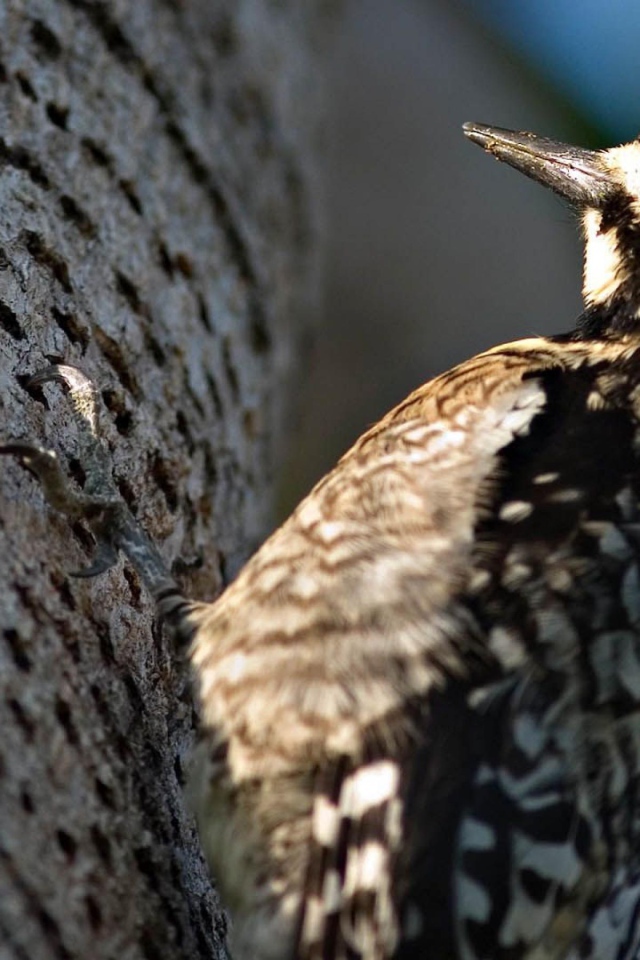 Дятел на дереве