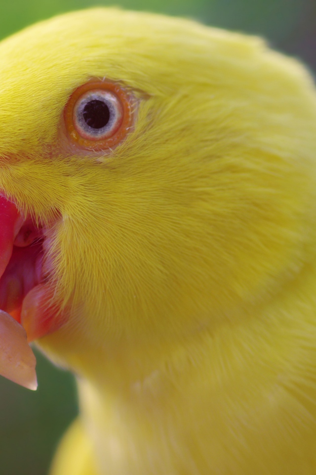 Желтый попугай