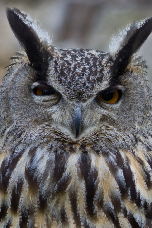Взгляд филина