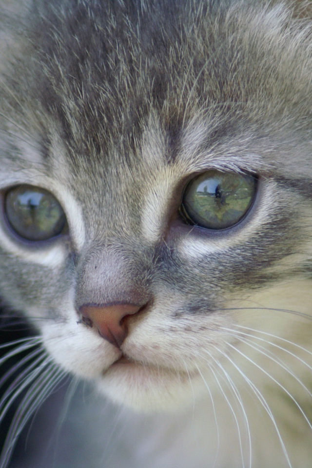 Грустный котик