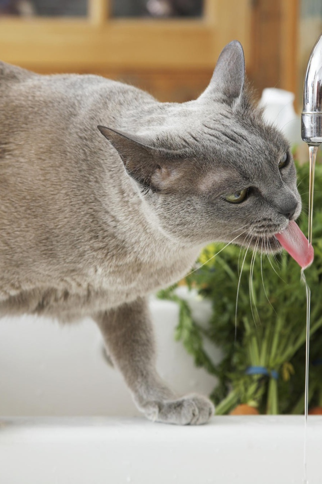 Кошка у крана