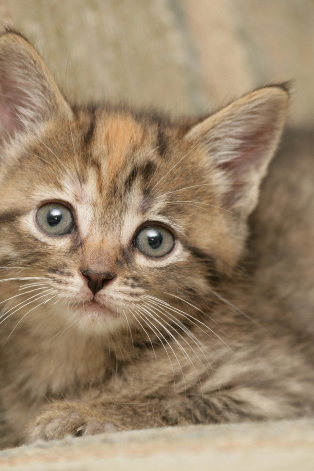 Котик на диване