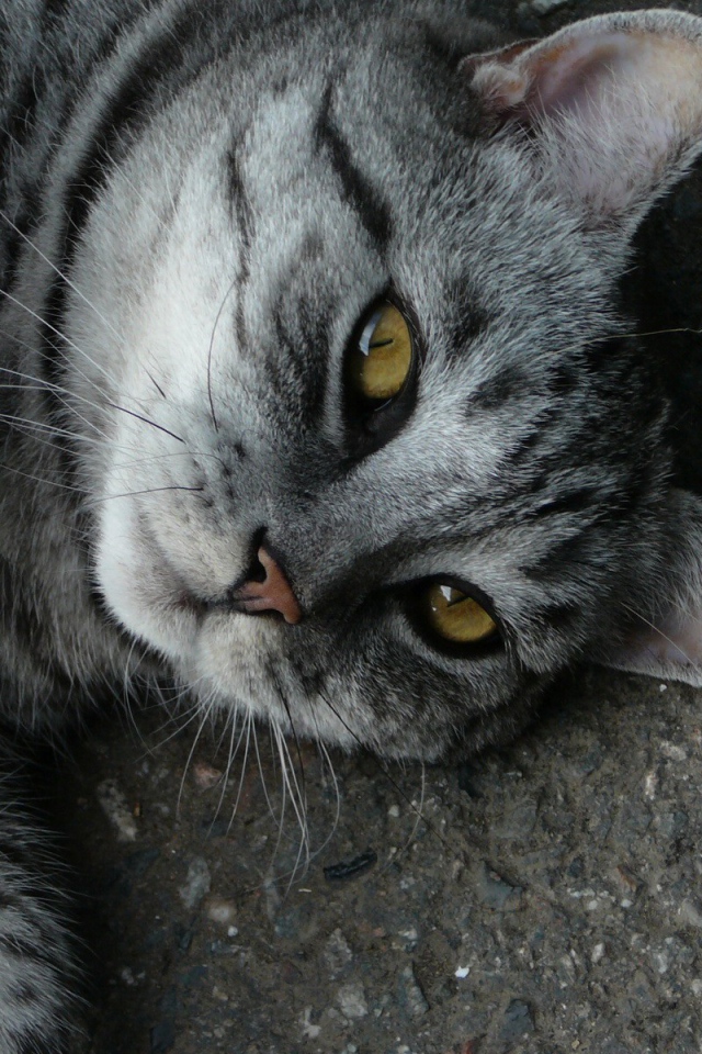 Кот на дороге