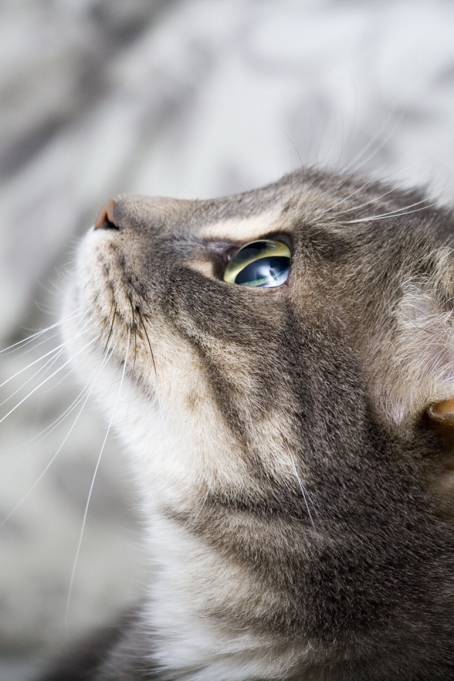 Кошка выжидает жертву