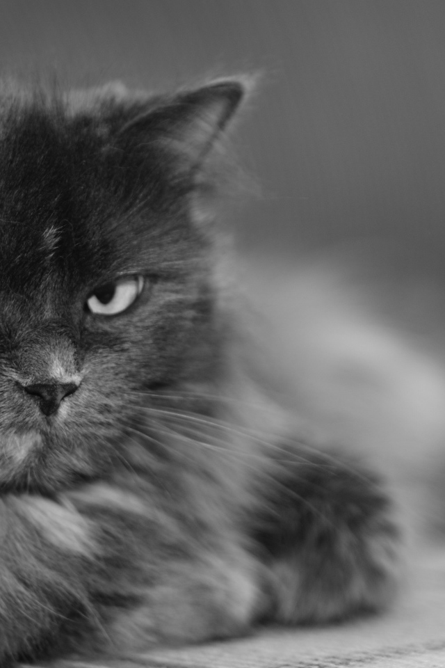 Пушистый кот