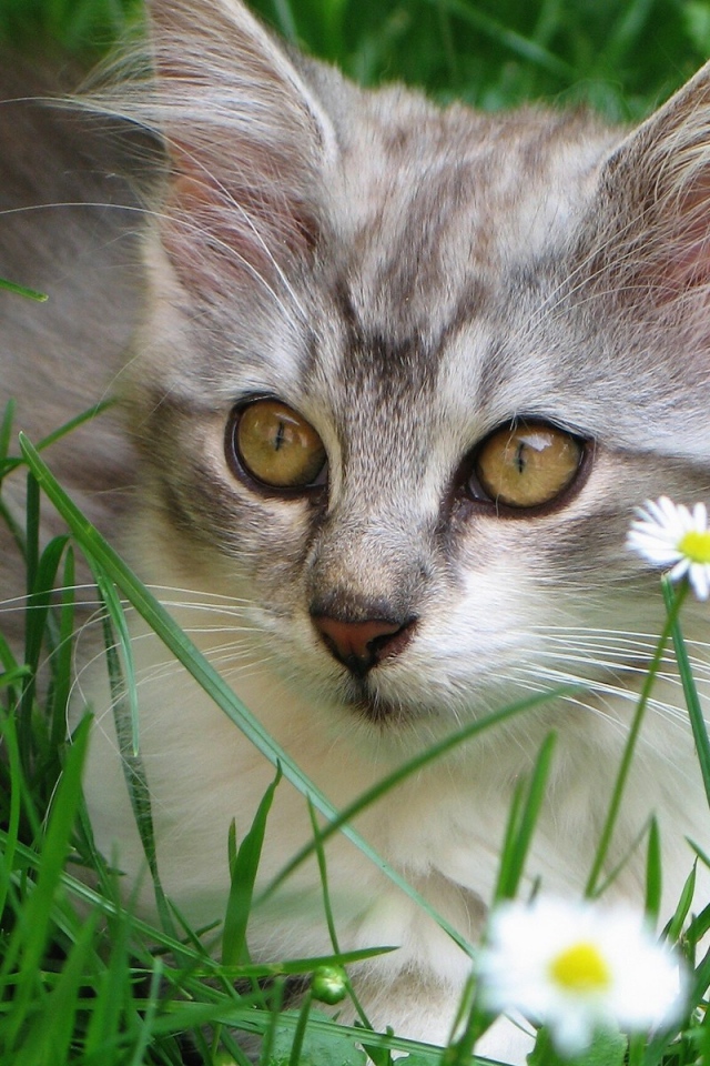 Котенок в ромашках