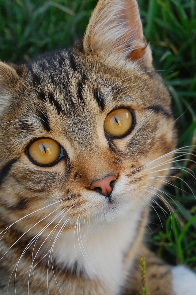 Котенок в траве
