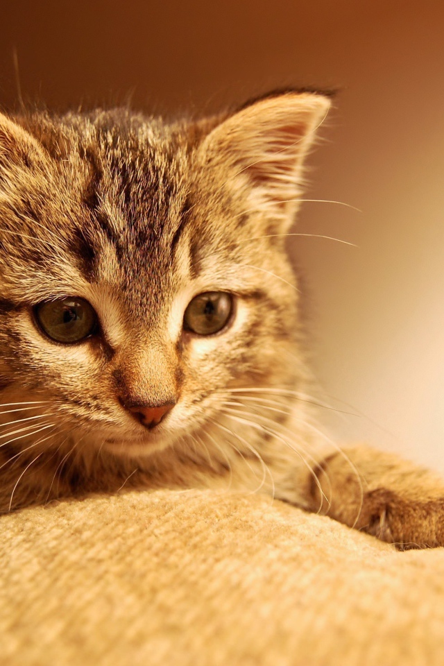 Маленький котенок