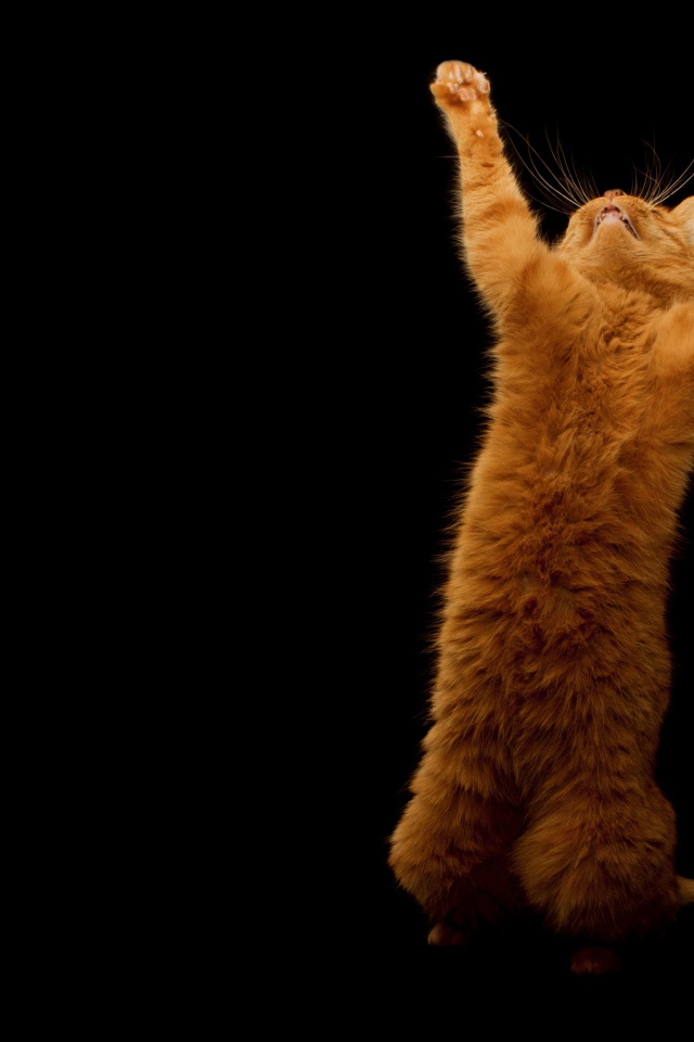 Рыжий кот стоя