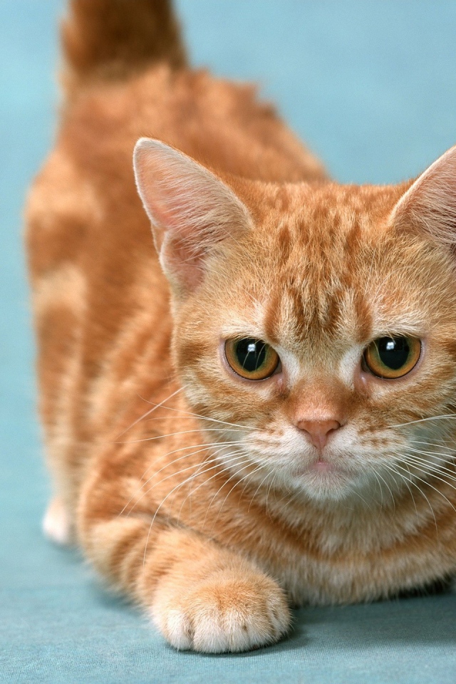 Рыжий котенок в игре 