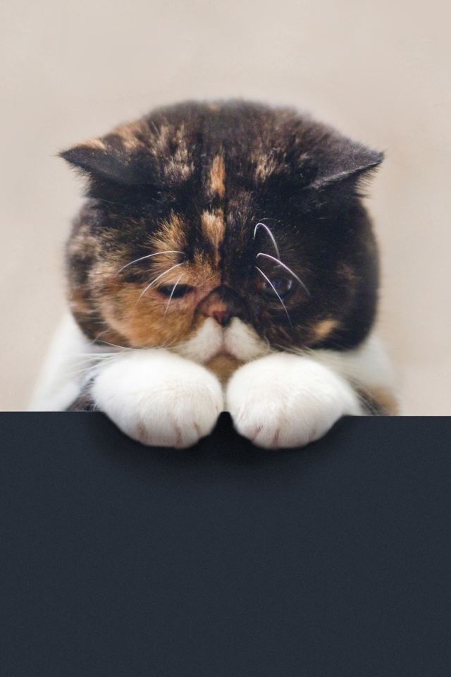 Грустный котенок