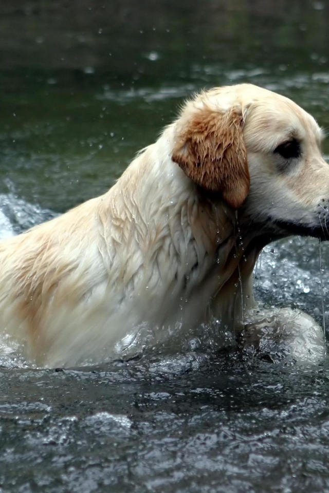 Австралийский лабрадор