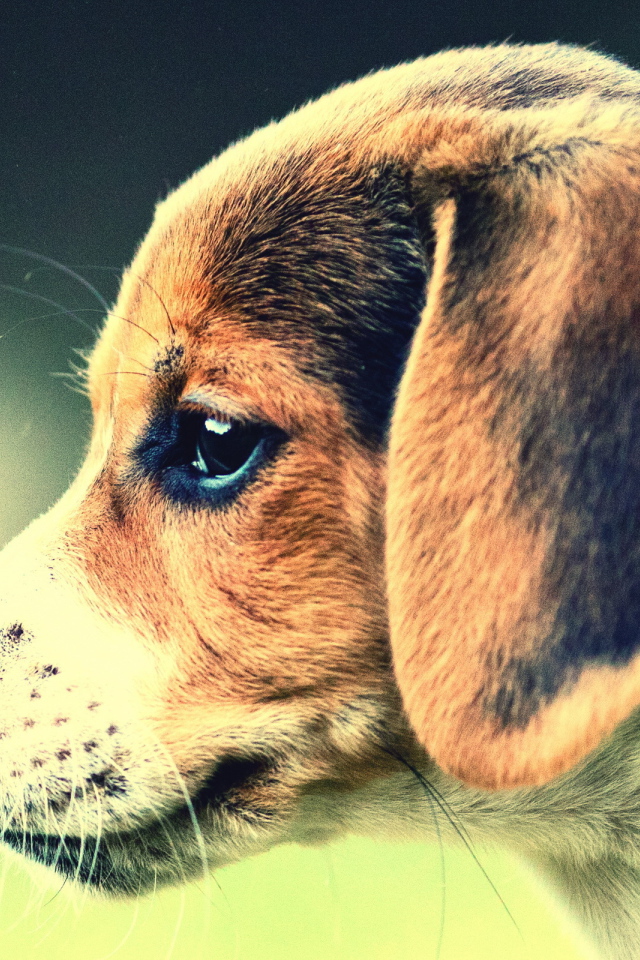 Собака Бигль