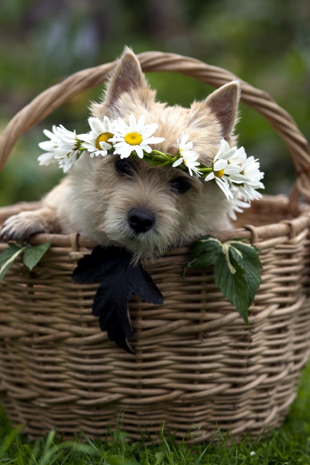 Собачка в корзине