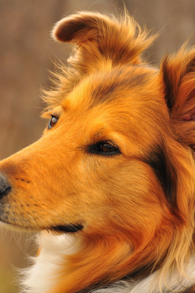 Красивая колли