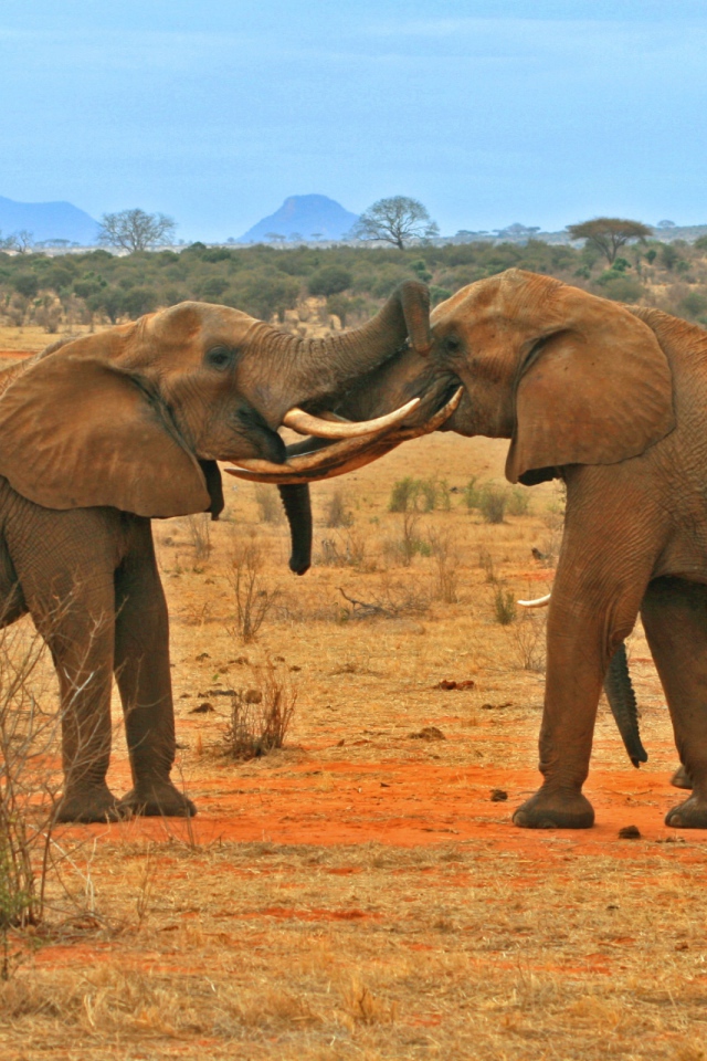 Борьба слонов
